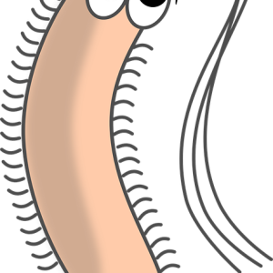Bacteria PNG