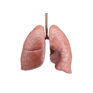 Lungs PNG