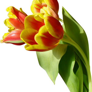 Tulip PNG image