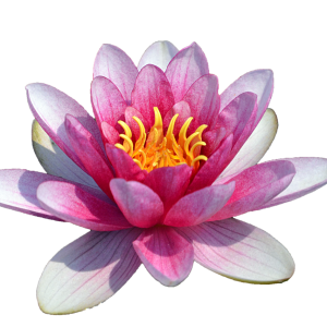 Lotus flower PNG