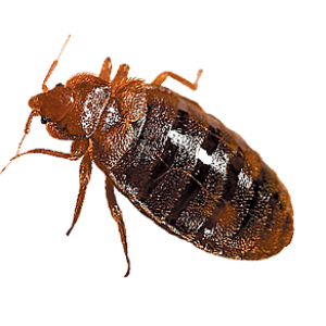 Bed bug PNG