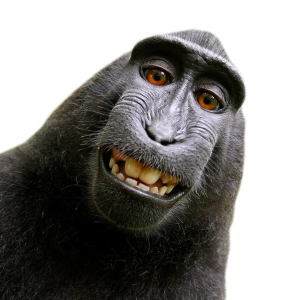 Monkey PNG