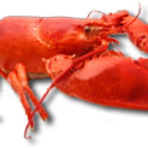 Lobster PNG