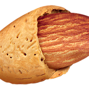 Almond seed image PNG