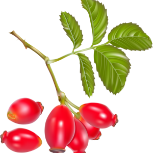 Rose hip PNG