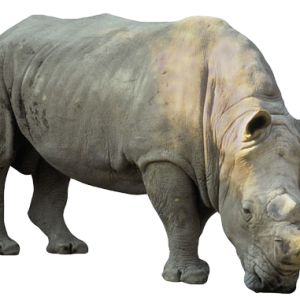 Rhino PNG