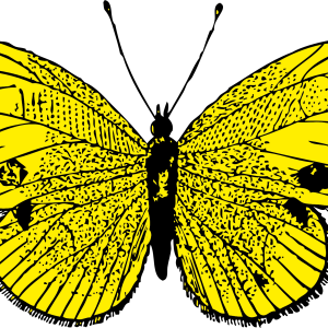Butterfly PNG image