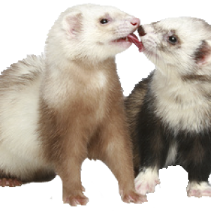 Ferret PNG
