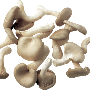 Mushroom PNG image