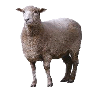 sheep PNG image