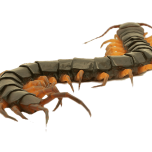 Centipede PNG