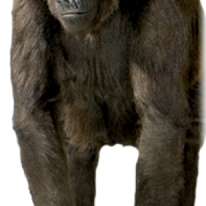 Gorilla PNG