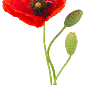Poppy flower PNG