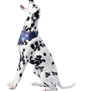 Dalmatian PNG