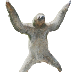 Sloth PNG