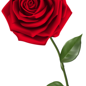 Rose PNG