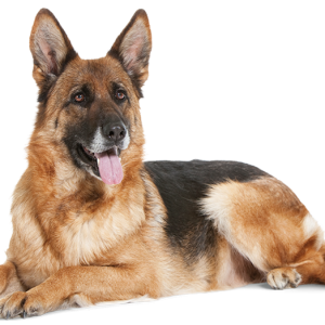 German Shepherd PNG