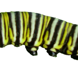 Caterpillar PNG