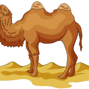 Camel PNG