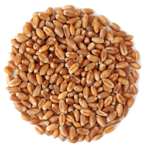 Wheat PNG