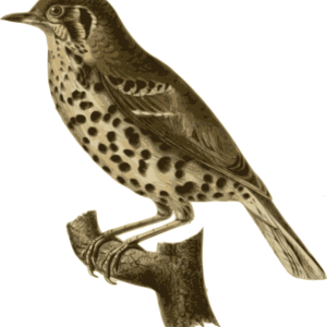 Bird PNG