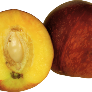 Peach PNG image