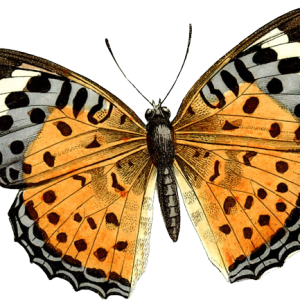 Butterfly PNG image