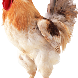 Cock PNG