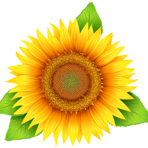 Sunflower PNG