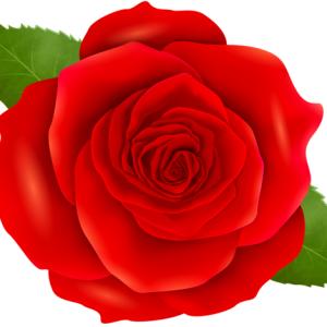 Rose PNG