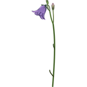 Bellflower PNG