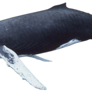 Whale PNG