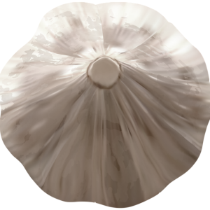 Garlic PNG