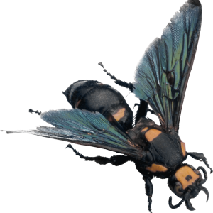 Bee PNG image