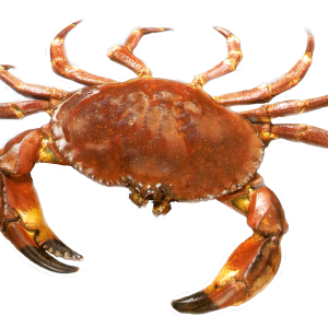 Crab PNG