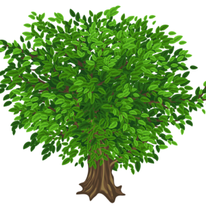 tree PNG