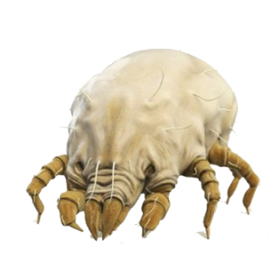 Tick insect PNG