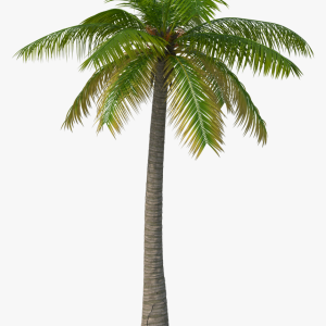 Palm tree PNG