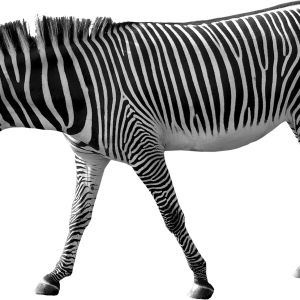 Zebra PNG image