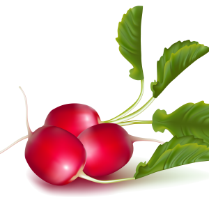 Radish PNG