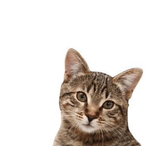 Cat head with stripes PNG
