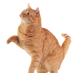 cat png image, free download picture, kitten