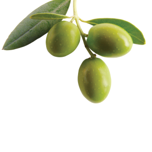 Olive PNG