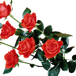 Rose PNG