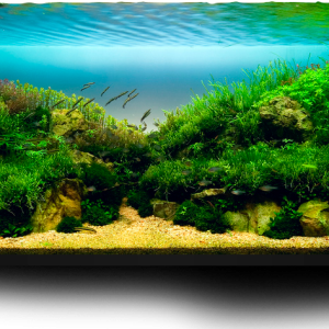 Aquarium PNG