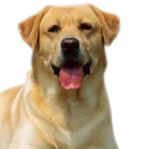 Labrador Retriever PNG