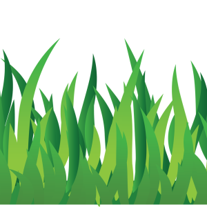 grass png image, green grass PNG picture