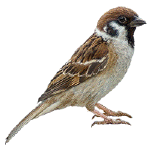 Bird PNG