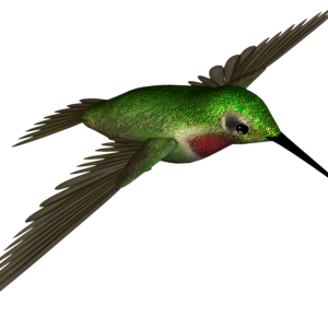 Hummingbird PNG