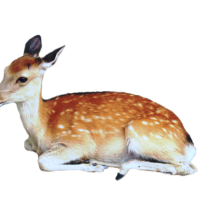 Deer PNG image